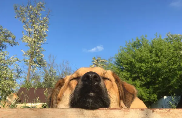 Yellow dog with black nose sleeping in front of a blue sky with