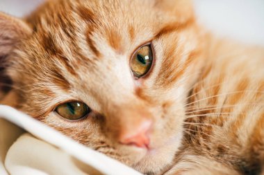 O pençelerini yalarken, küçük kırmızı kedi yavrusuna yaklaş.