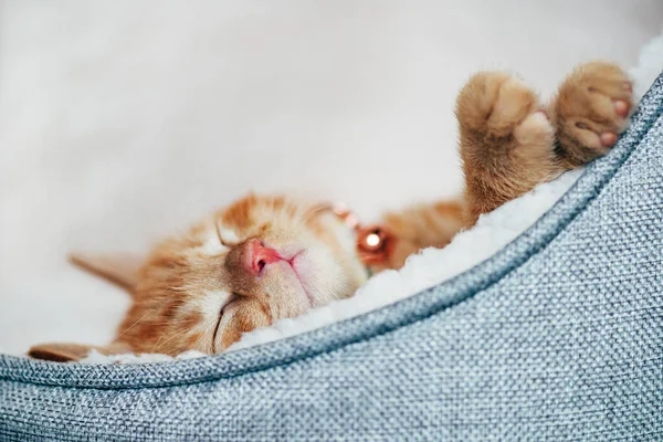 Söt Liten Ingefära Kattunge Kragen Sover Vit Mjuk Katt Sängkläder — Stockfoto