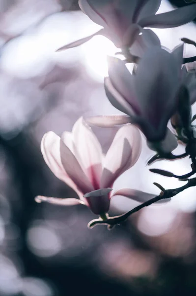 英国英式花园春天 美丽的浅粉木兰花 花朵绽放 春花背景 — 图库照片