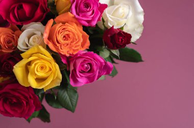 Bir demet renkli gül. Tozlu pembe arka planda çeşitli renklerde güzel güller..