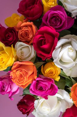 Bir demet renkli gül. Tozlu pembe arka planda farklı renklerde güzel gül buketi ve kopyalama alanı