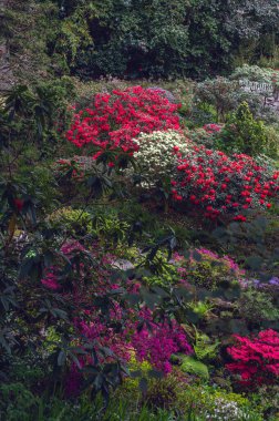 Baharda çiçek açan ağaçlar ve çalılarla güzel bir bahçe, Galler, İngiltere, ilkbaharın başlarında açan açelya çalıları