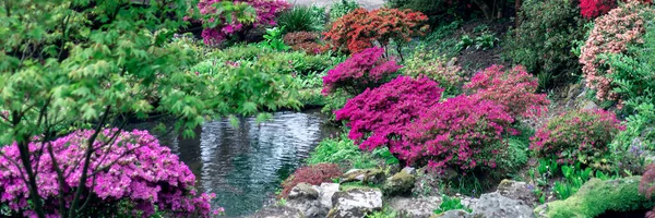 Beautiful Garden with blooming trees and bushes during spring time, Wales, UK, early spring flowering azalea shrubs, banner size