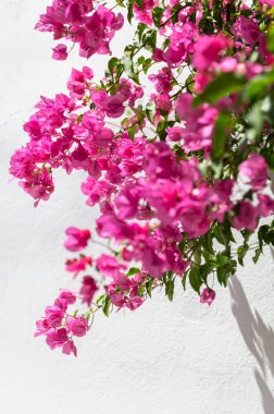 Bougainvillea flowers tree in Greece near traditional Cycladic houses