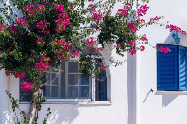 Cycladic evleri ve Bougainvillea çiçek ağacı, Kiklad, Yunanistan 'daki Tinos adasındaki köy sokakları