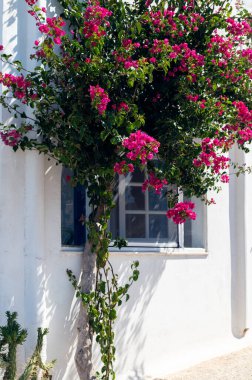 Cycladic evleri ve Bougainvillea çiçek ağacı, Kiklad, Yunanistan 'daki Tinos adasındaki köy sokakları