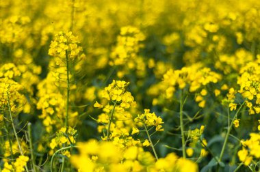 Bahar zamanı bulutlu mavi gökyüzü ile çiçek açan kolza tohumu. Çiçekli kanola tarlaları, yazın tarlada tecavüz. Parlak sarı kolza çiçeği