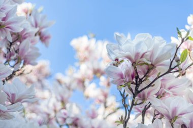 İngiliz Bahçesi 'nde bahar zamanı çiçek açan güzel açık pembe manolya ağacı. Bahar çiçeği arkaplanı