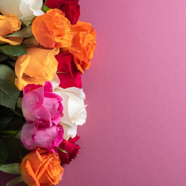 Bir demet renkli gül. Tozlu pembe arka planda farklı renklerde güzel gül buketi ve kopyalama alanı