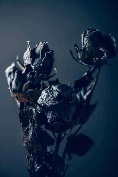 Dried Black Roses Bunch Beautiful Faded Flowers Dark Background — Stockfoto