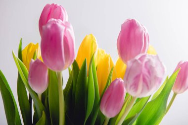 Beautiful bunch of different colors tulips on light background, spring holiday concept, copy space