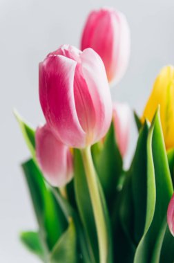 Beautiful bunch of different colors tulips on light background, spring holiday concept, copy space