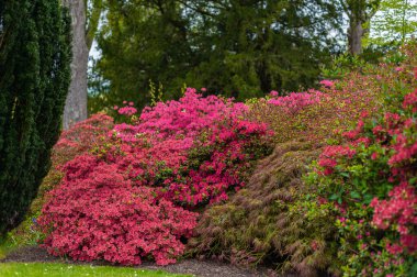 Beautiful Garden with blooming trees and bushes during spring time, England, Wales, UK, early spring flowering azalea shrubs