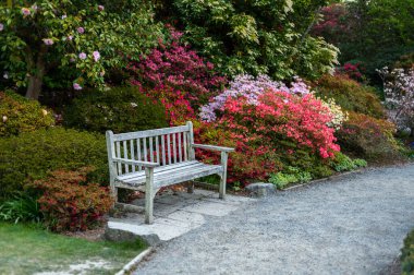 Beautiful Garden with blooming trees and bushes during spring time, England, Wales, UK, early spring flowering azalea shrubs