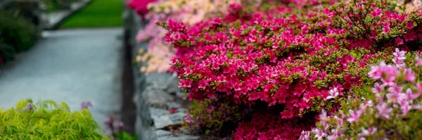 Beautiful Garden with blooming trees and bushes during spring time, England, Wales, UK, early spring flowering azalea shrubs, banner size