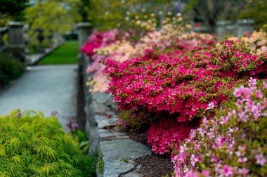 Beautiful Garden with blooming trees and bushes during spring time, England, Wales, UK, early spring flowering azalea shrubs