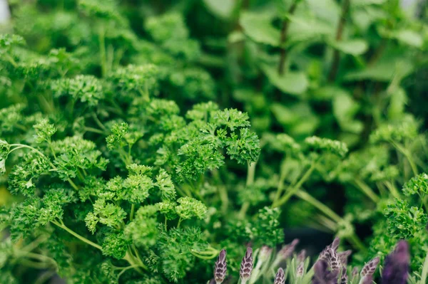 stock image Fresh Herbs in Outdoor Baskets. Contains the following Parsley, Marjoram, Sage, Thyme, and Mint