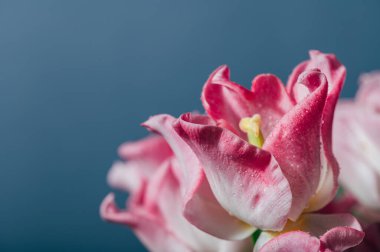 Mavi arkaplandaki pembe papağan tarzı laleler bahar tatili konsepti, sanat arka planı, kopyalama alanı