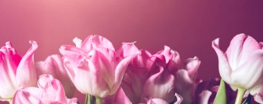 Vazodaki pembe papağan tarzı laleler pembe arka plan, bahar tatili konsepti, sanat arka planı, fotokopi alanı, pankart boyutu