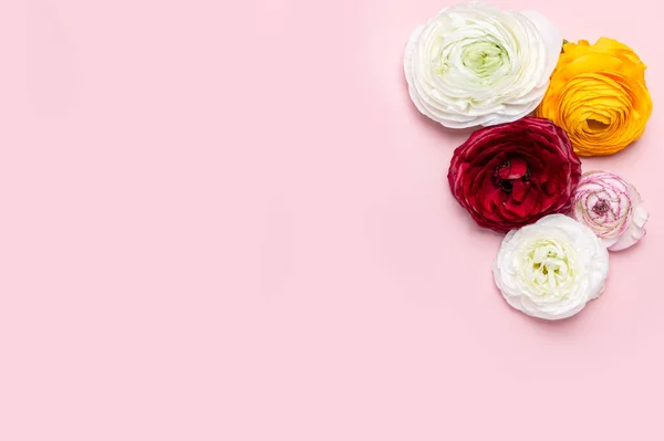 Zarte Hahnenfußblüten Als Flatlay Auf Rosa Hintergrund Mit Kopierraum Ein Stockfoto