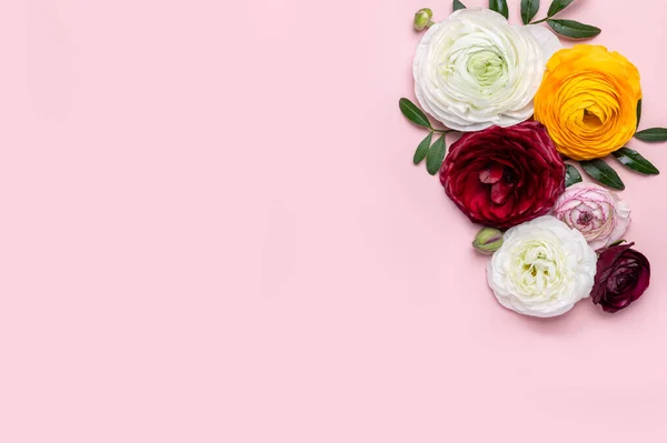 コピースペースのあるピンクの背景に平らのように公開ランクラスの花を咲かせます 花のアレンジメントでペルシャバターカップの束 トップビュー ロイヤリティフリーのストック写真