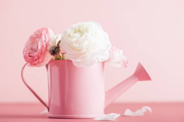Fotokopi alanı olan pembe arka planda komik vazodaki yumuşak ranunculus çiçekleri. Çiçek aranjmanında bir demet İranlı düğün çiçeği