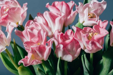 Mavi arkaplandaki pembe papağan tarzı laleler bahar tatili konsepti, sanat arka planı, kopyalama alanı