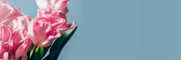 stock image Beautiful Bunch of Pink Parrot Style Tulips in the Vase on blue background, spring holiday concept, art background, copy space, banner size