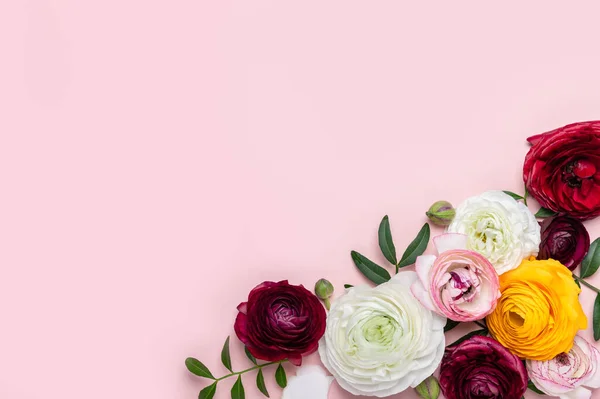 Нежные Цветки Раннункула Плоского Розовом Фоне Пространством Копирования Кучка Персидского Стоковое Фото