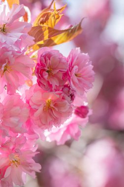 Güzel pembe Sakura çiçekleri, kiraz çiçekleri ilkbaharda mavi gökyüzüne karşı.