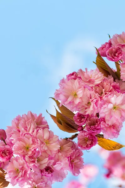 Красивые Розовые Цветы Сакура Вишня Цветет Весной Против Голубого Неба — стоковое фото
