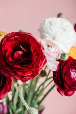 Fotokopi alanı olan pembe arkaplandaki vazodaki ranunculus çiçekleri. Çiçek aranjmanında bir demet İranlı düğün çiçeği.