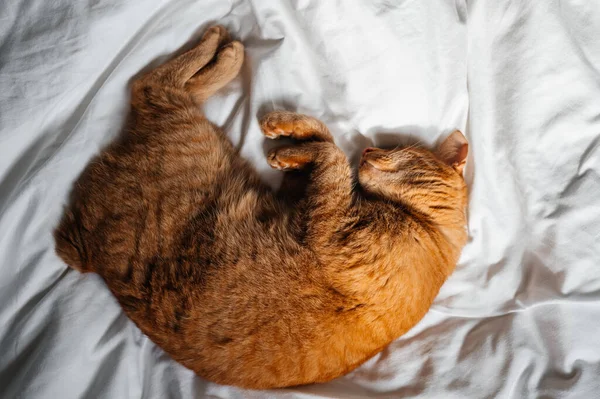 Gato Gengibre Bonito Dorme Cama Branca Sob Edredom — Fotografia de Stock