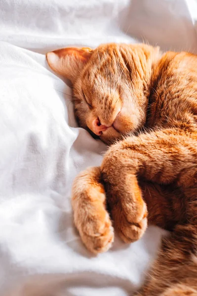 かわいいです生姜猫スリープオンホワイトベッド下ザDuvet — ストック写真