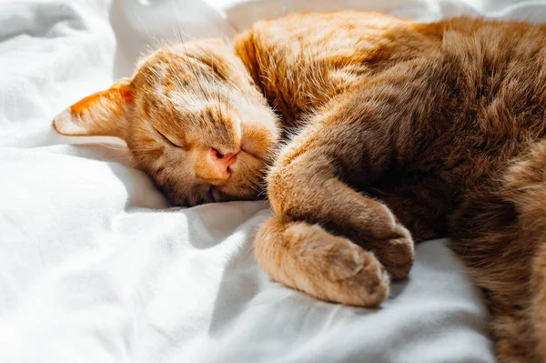 可爱的生姜猫睡在羽绒下的白色床上 — 图库照片