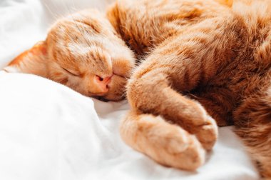 Tatlı kızıl kedi yorganın altında beyaz yatakta uyuyor.