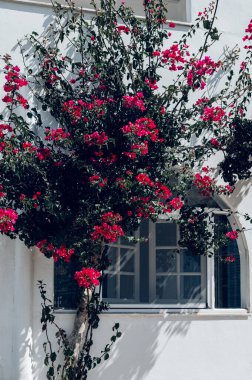 Bougainvillea flowers tree in Greece near traditional Cycladic houses