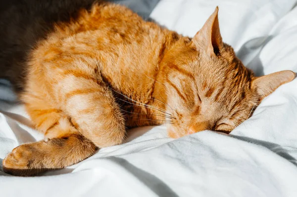 Cute Ginger Cat Sleeps White Bed Duvet — Stock Photo, Image
