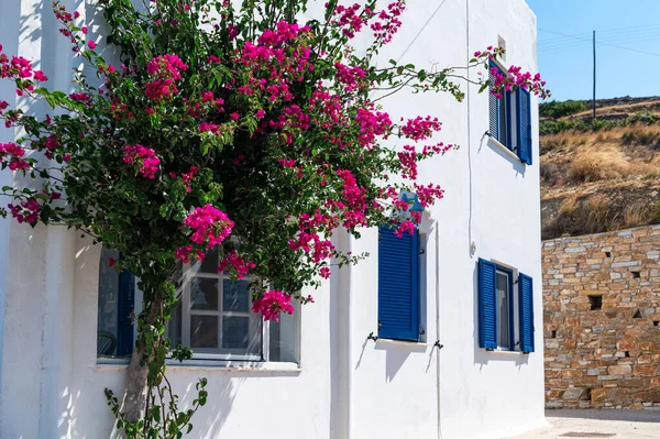 Квітки Буґенвілле Греції Біля Традиційних Кікладських Будинків — стокове фото