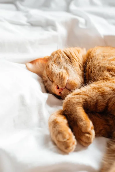 Niedliche Ingwerkatze Schläft Auf Weißem Bett Unter Der Bettdecke Stockbild