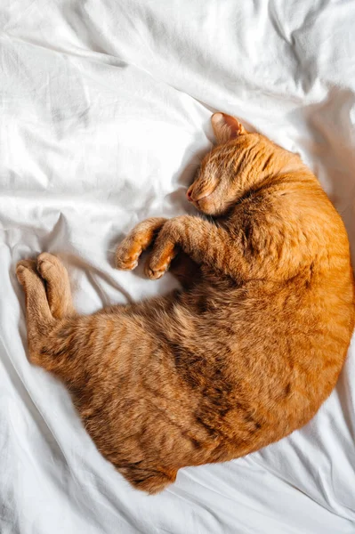 かわいいです生姜猫スリープオンホワイトベッド下ザDuvet — ストック写真