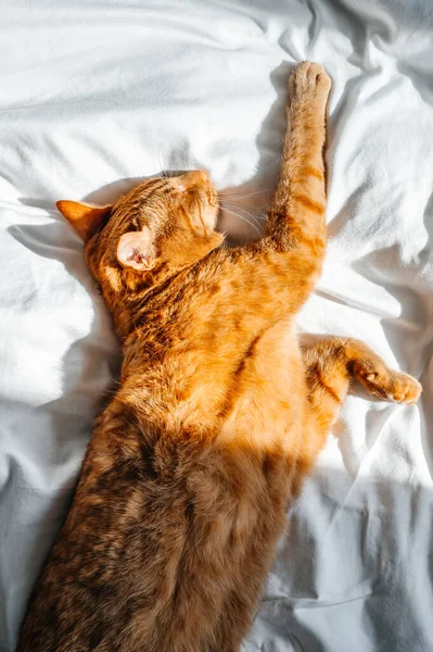 Tatlı Kızıl Kedi Yorganın Altında Beyaz Yatakta Uyuyor — Stok fotoğraf