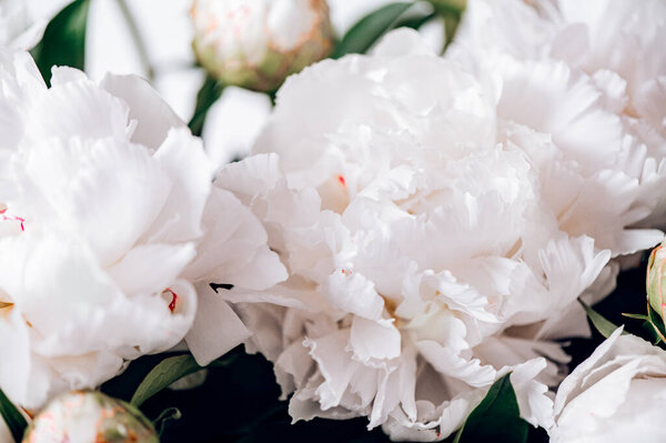 Макро снимок свежей связки пионов букет белых цветов. Карточка Мбаппе, джентльменское цветочное фоновое изображение, крупный план, низкий DoF