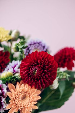 Pembe arka planda bir demet yıldız çiçeği, sonbahar bahçesi çiçekleri.