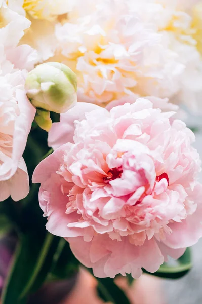 Macro shot of fresh bunch of peonies bouquet of white and pink colors. Card Concept, gentle abstract floral background image, close up, shallow DoF