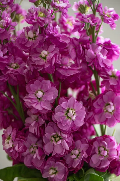 粉红菊花的特写 马蒂奥拉白卡纳 又名百合花或百合花 — 图库照片