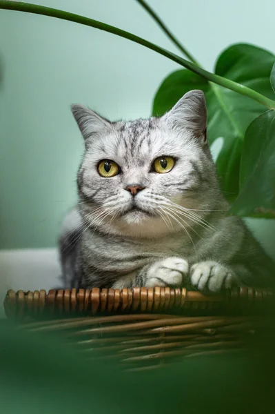Cute Silver Tabby British Shorthair Cat Big Yellow Eyes Sits — Stock Photo, Image