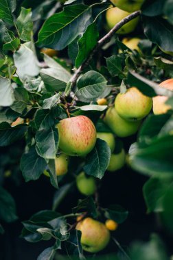 Taze, ev yapımı ve organik elmalar bahçede hasat için hazır, sonbahar hasat mevsimi.