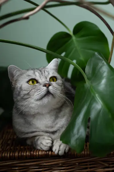Cute Srebrny Tabby Brytyjski Krótkowzroczny Kot Dużymi Żółtymi Oczami Siedzi — Zdjęcie stockowe